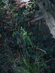 Agrostis stolonifera