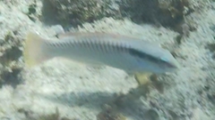 Halichoeres scapularis