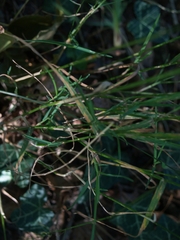Agrostis stolonifera
