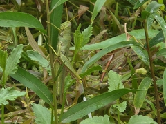 Schistocerca shoshone