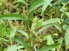 Schistocerca shoshone