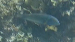 Thalassoma hebraicum