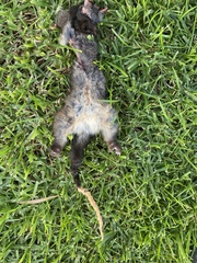 Pseudocheirus occidentalis