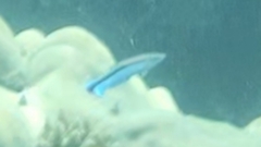 Labroides dimidiatus