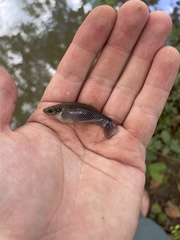 Pseudoxiphophorus jonesii