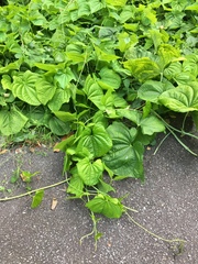 Dioscorea sansibarensis