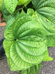 Dioscorea sansibarensis