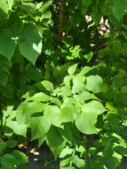 Fraxinus pennsylvanica