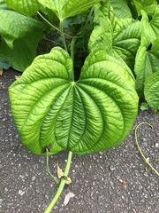 Dioscorea sansibarensis