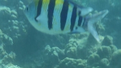 Abudefduf vaigiensis