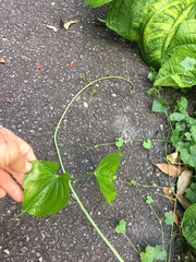 Dioscorea sansibarensis