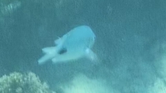 Abudefduf sparoides