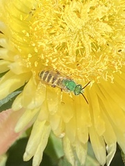 Agapostemon