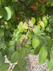 Malus baccata