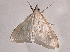 Paracorsia repandalis