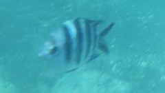 Abudefduf sexfasciatus