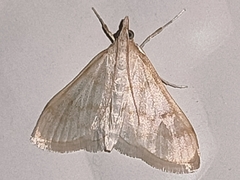 Paracorsia repandalis