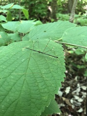 Emesaya brevipennis