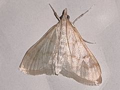 Paracorsia repandalis