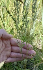 Astragalus flexuosus