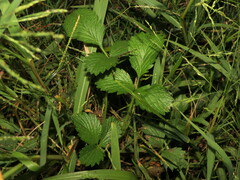 Fragaria virginiana