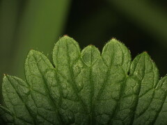 Fragaria virginiana