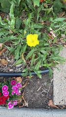Oenothera macrocarpa