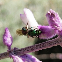 Pseudaugochlora graminea