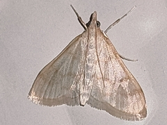 Paracorsia repandalis