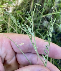 Astragalus flexuosus
