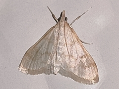 Paracorsia repandalis