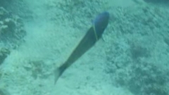 Thalassoma hebraicum