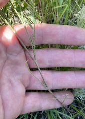 Astragalus flexuosus