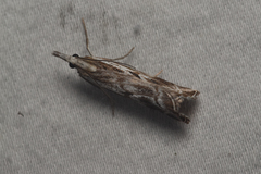 Catoptria