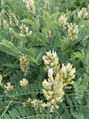 Astragalus