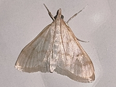 Paracorsia repandalis