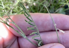 Astragalus flexuosus