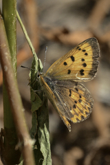 Tharsalea helloides