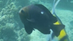 Dascyllus trimaculatus