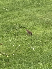 Turdus philomelos clarkei
