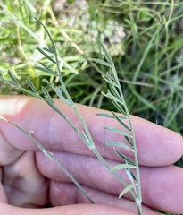 Astragalus flexuosus