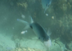 Abudefduf sparoides