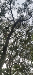 Eucalypteae