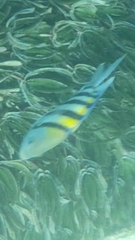 Abudefduf vaigiensis