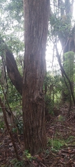 Eucalypteae