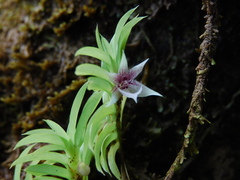 Dichaea panamensis