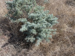 Lupinus albifrons