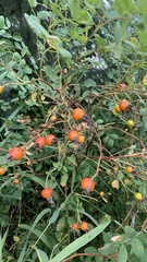Rosa nutkana