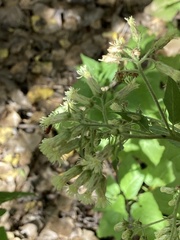 Brickellia floribunda