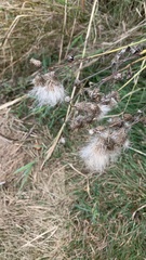 Cirsium
